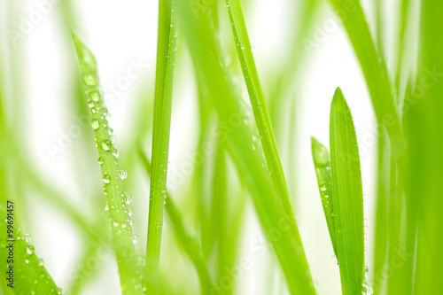 Green grass with water drops. Spring theme background.
