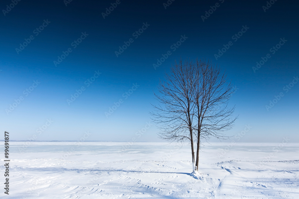 Lonely tree on a plain covered with snow Lonely tree on a plain covered with snow