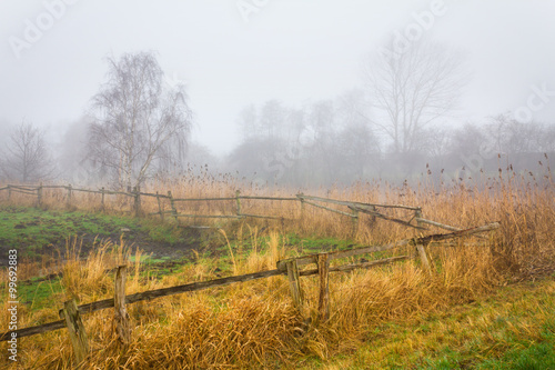 Landscape in the fog
