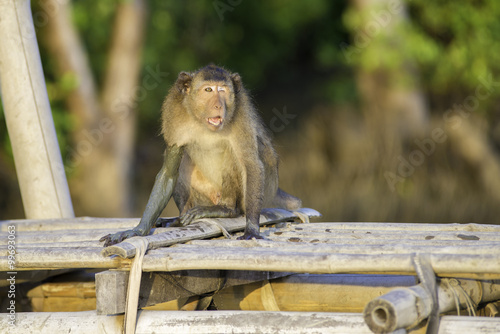 Photography Monkey.