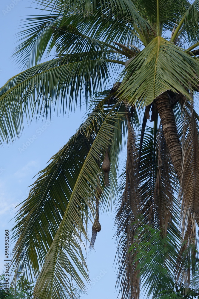 Fototapeta premium Weaverbird woven nests hanging from coconut trees, Thailand