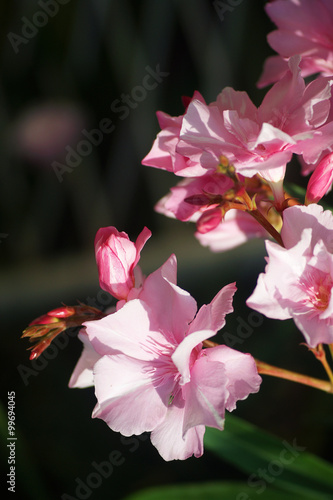 Flowers pink oleander