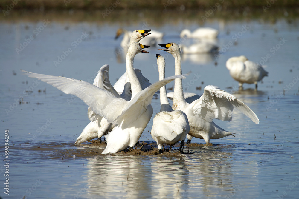 Fototapeta premium 冬の使者 白鳥