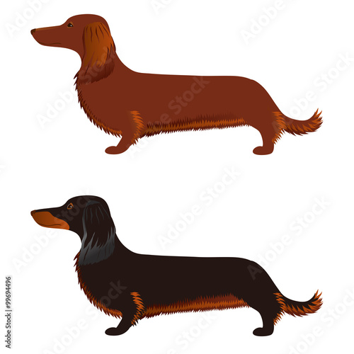Long haired Dachshund