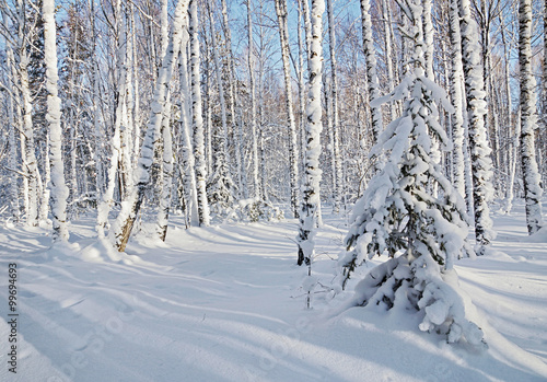 Fairy winter wood in bright sunny day