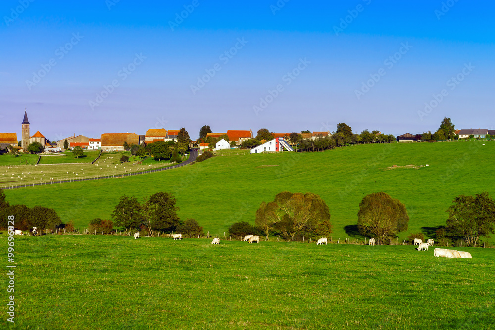 Fototapeta premium French cows on green field pasturage