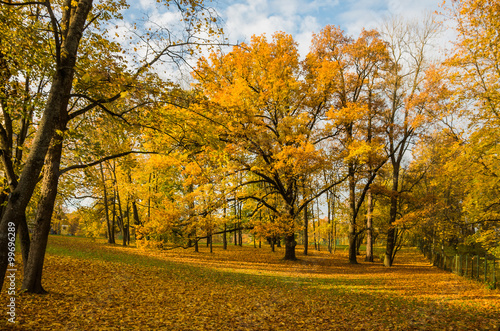 Autumn bright landscape with golden trees and falling leaves in Saint-Petersburg region.