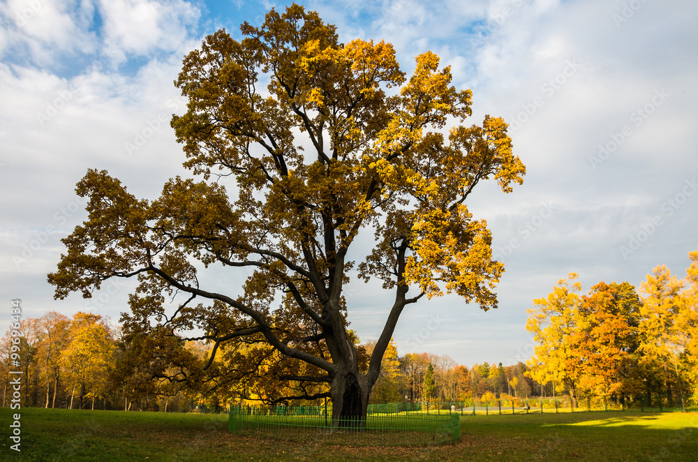 Fototapeta premium Silver Meadow in the Gatchina рark 