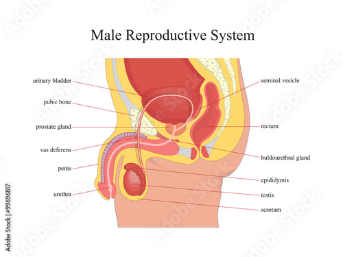 Male reproductive system.Vector illustration.