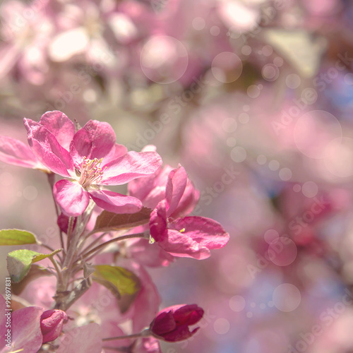 tree  sakura  plum  pink  blossom  springtime