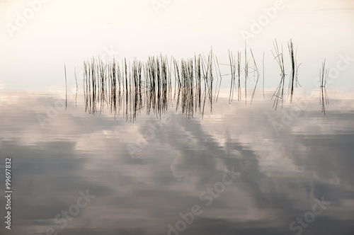 Quiet water with cloud reflections and water grass