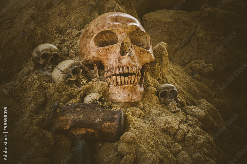 Still life of skull Still life of skull