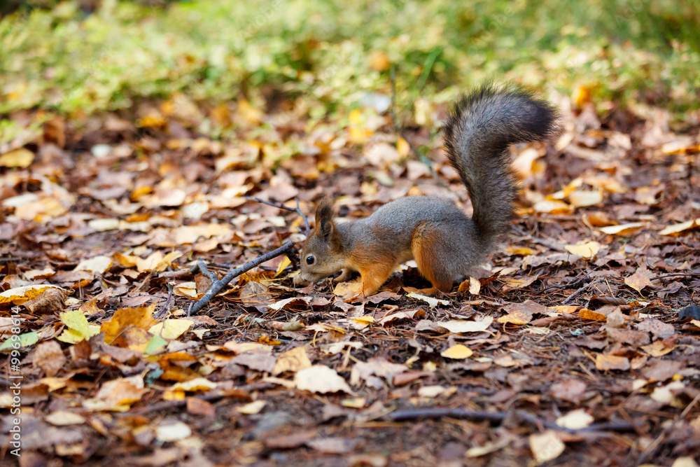 Eurasian red squirrel in the wild