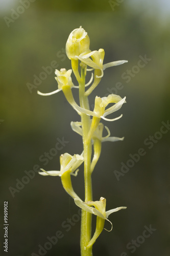 Canvas Print Liparis loeselii - fen orchid or yellow widelip orchid natural habitat is a marshland