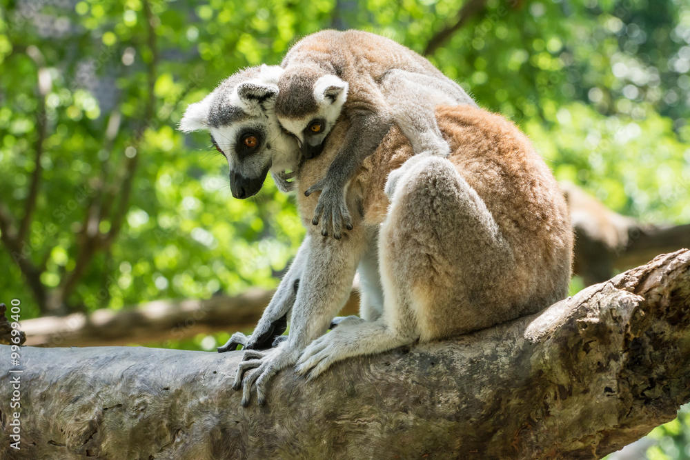 Fototapeta premium Female Ring-tailed lemur (Lemur catta) and her baby