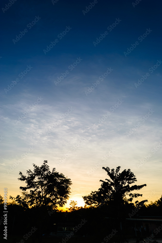 Silhouette of trees between the sunset