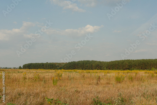 Summer landscape: forest, meadow and sky