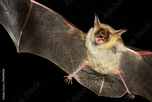 Greater mouse-eared bat isolated in black