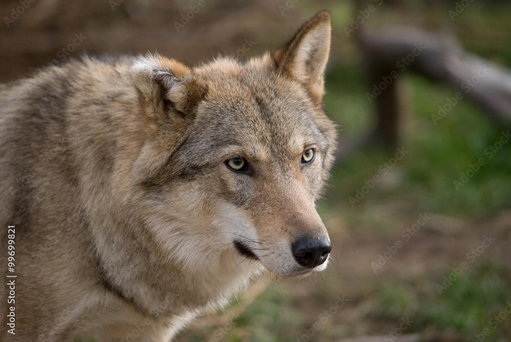 grey wolf close up portrait