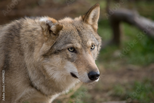 grey wolf close up portrait