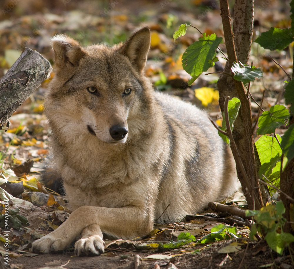 Fototapeta premium grey wolf close up portrait