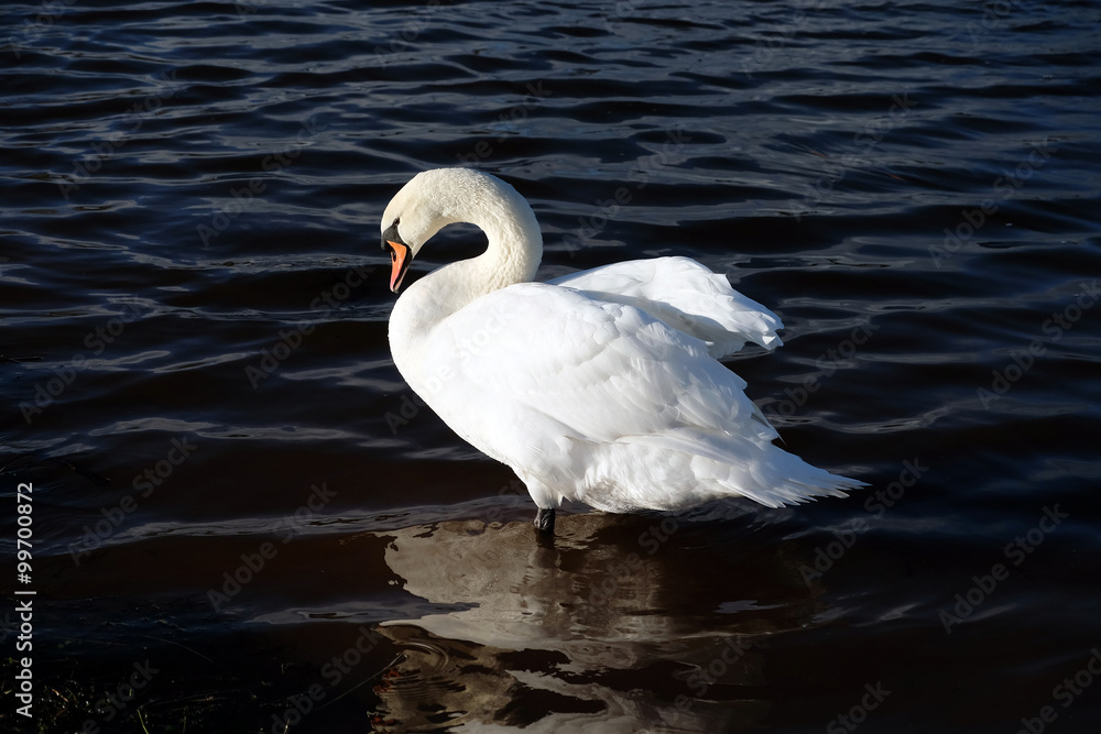 Naklejka premium cigno