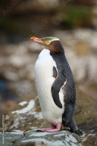 Yellow-eyed penguin