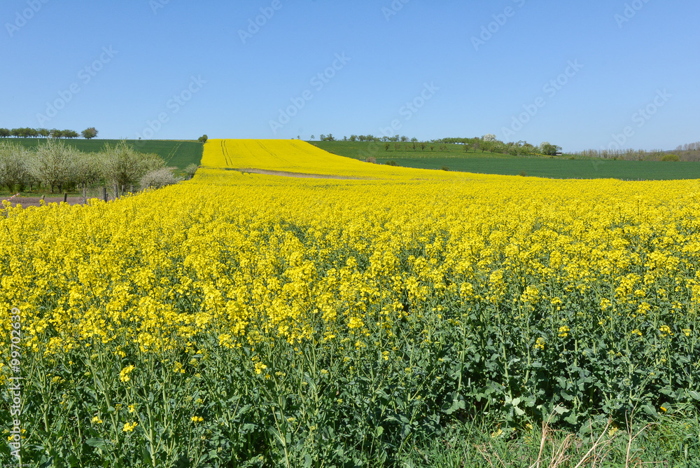 Fototapeta premium Colza et mirabelliers en fleurs