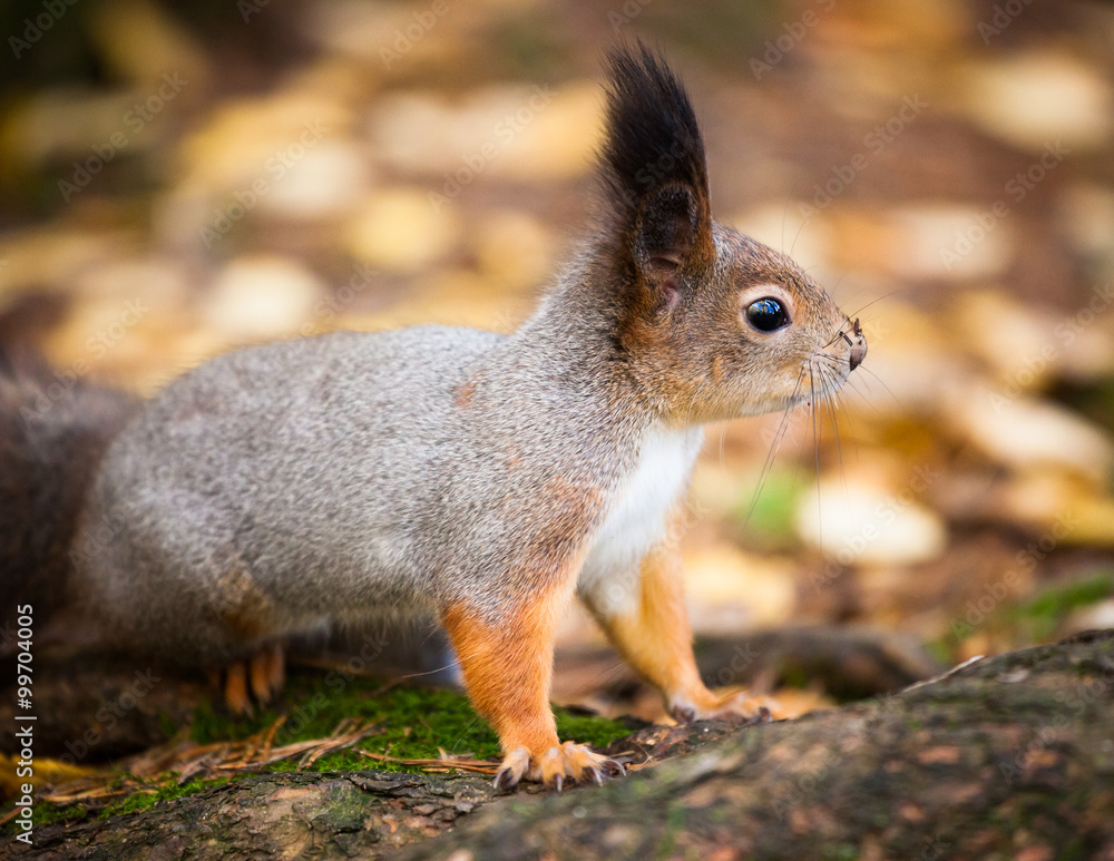 Eurasian red squirrel in the wild Eurasian red squirrel in the wild