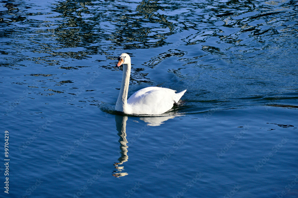 Fototapeta premium Schwan mit Spiegelung auf blauem Wasser
