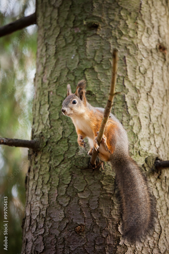 Eurasian red squirrel in the tree Eurasian red squirrel in the tree
