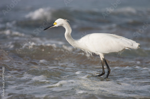 White heron hunting  fish in the sea