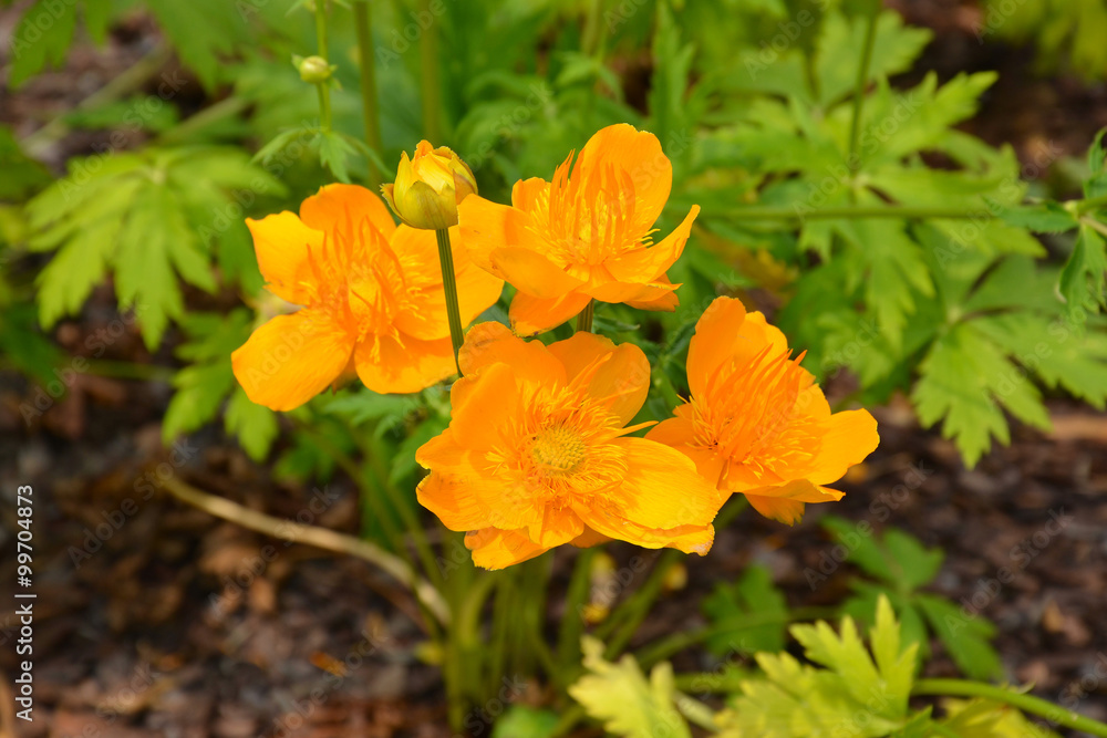 Yellow flowers