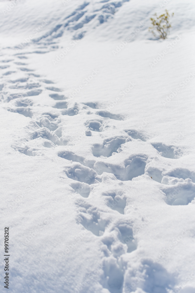 雪と足あと 雪と足あと