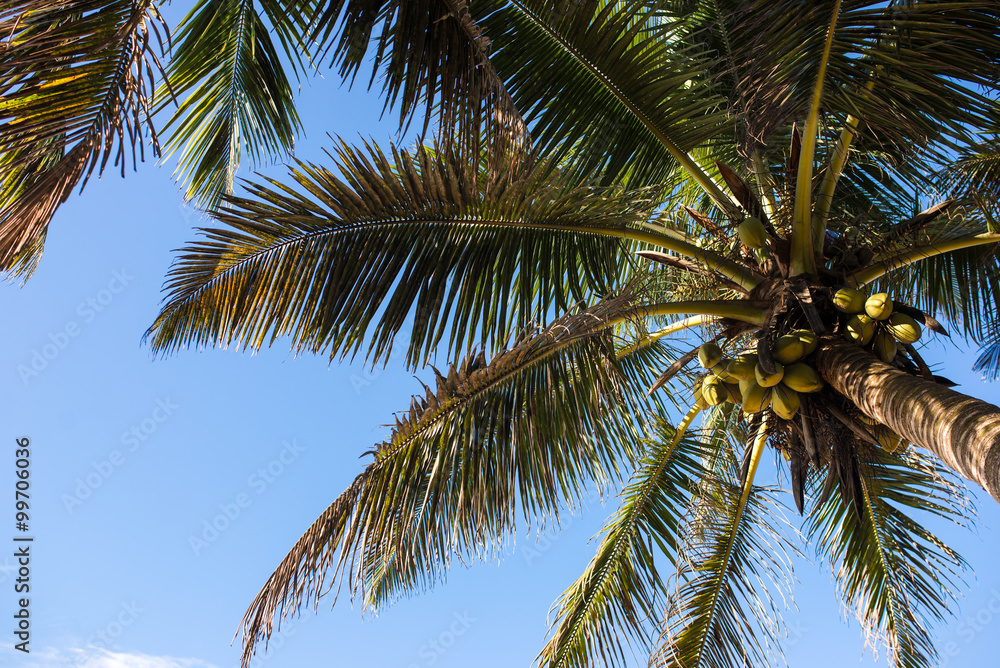 Palm trees on the beach at dawn in Sri Lanka