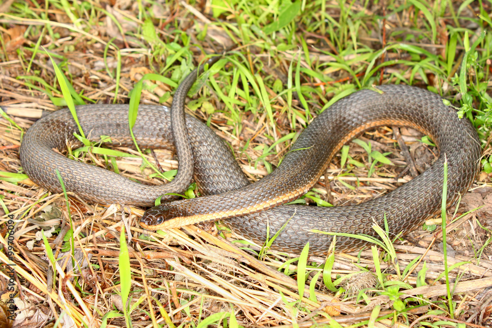 Queen Snake Illinois Wildlife Queen Snake Illinois Wildlife