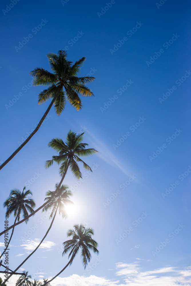 Fototapeta premium Palm trees on the beach at dawn in Sri Lanka
