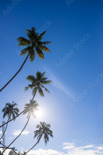 Palm trees on the beach at dawn in Sri Lanka