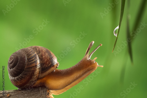 Garden snail reaches for a drop of dew on the grass
