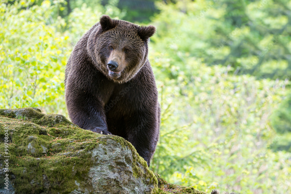 Obraz premium Braunbär