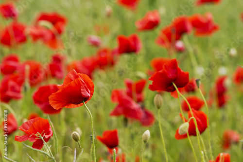 Red long-headed poppy field, blindeyes, Papaver dubium. Blooming flower in a natural environment © Artenex