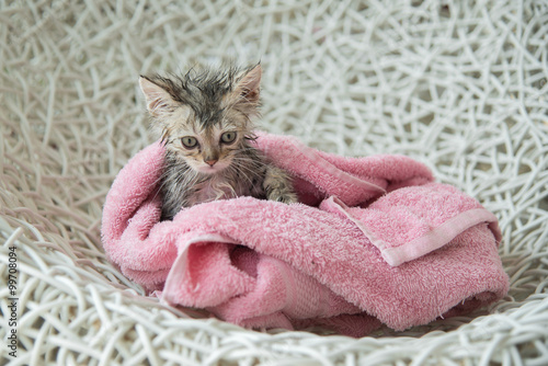 soggy kitten after a bath