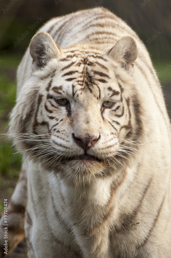 Fototapeta premium Zwart witte tijger staart