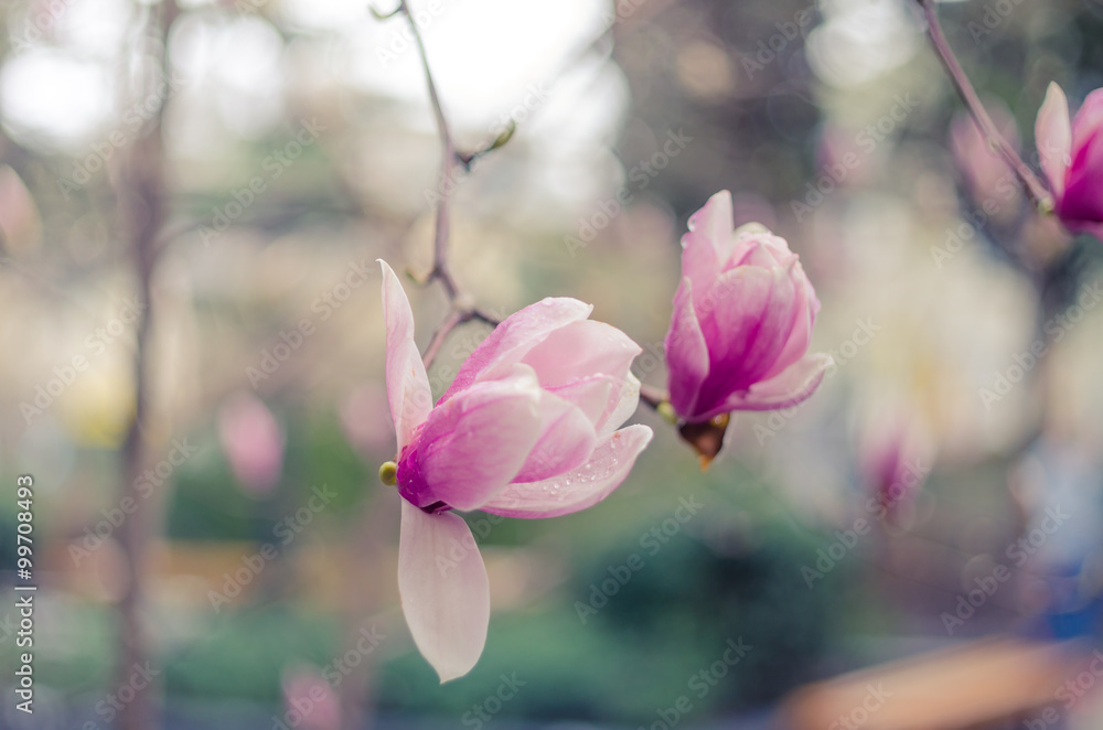 Obraz premium Magnolia flowers in Yalta. Pink magnolia flowers