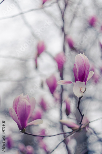 Magnolia flowers in Yalta. Pink magnolia flowers © goody460
