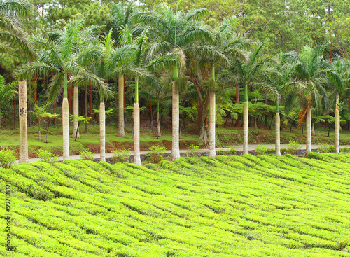 Biggest tea plantations Bois Cheri on Mauritius Island. Tropical agriculture. 