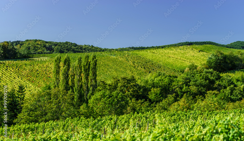 Beautiful alsacien autumnal landscape with green hills and viney