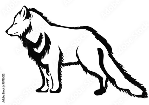 arctic fox