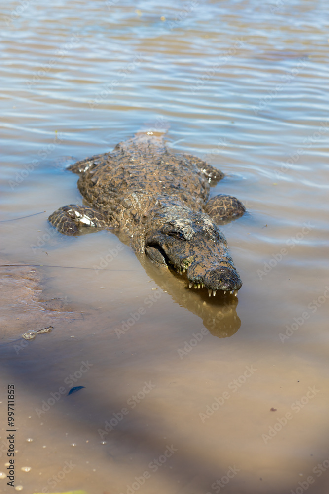 Fototapeta premium Sacred crocodile, Burkina Faso