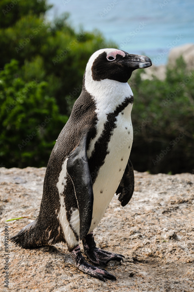 Obraz premium Brillenpinguin (Spheniscus demersus ); Boulders; Südafrika